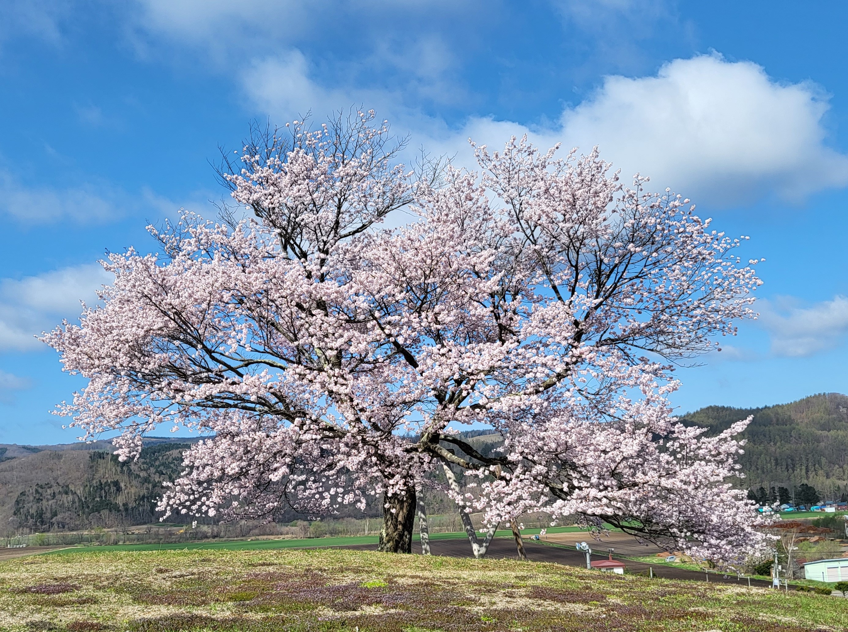 双子の桜2023/05/02